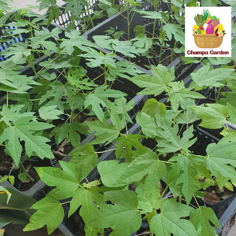 ເບ້ຍຕົ້ນໝາກຮຸ່ງທອງຄໍາ  Organic Papaya Plant (Barcode 65954327)