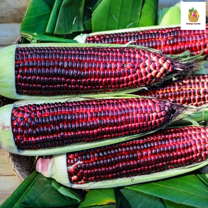 ສາລີມ້ວງ ປອດສານພິດ  Organic Purple Corn per piece (Barcode 33135127)