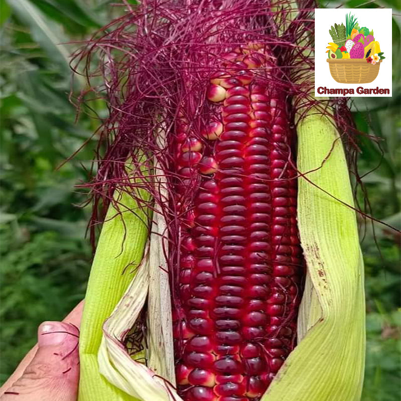 ສາລີມ້ວງ ປອດສານພິດ  Organic Purple Corn per piece (Barcode 33135127)