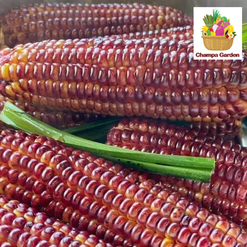 ສາລີມ້ວງ ປອດສານພິດ  Organic Purple Corn per piece (Barcode 33135127)