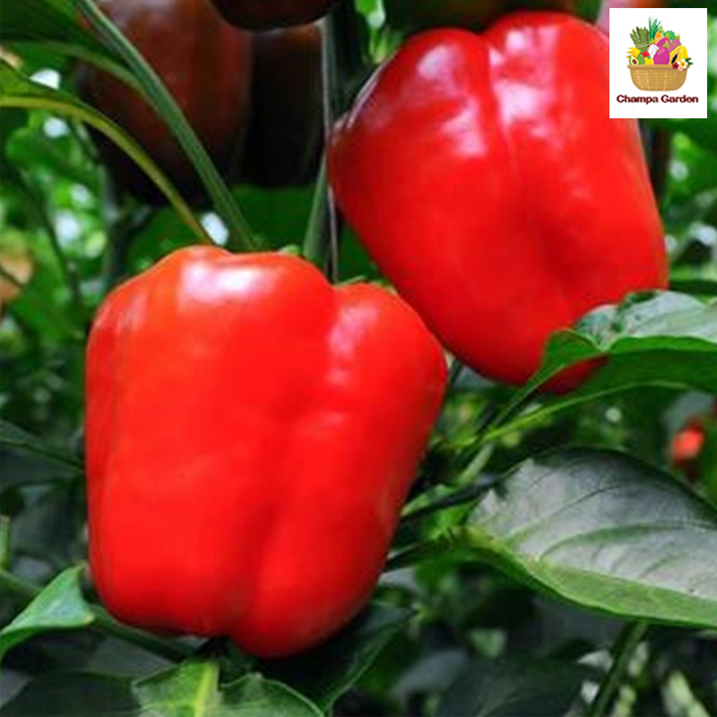 ປາປິກ້າແດງ ປອດສານພິດ Organic Red Pepper Bell 200g pack (Barcode 30054935)