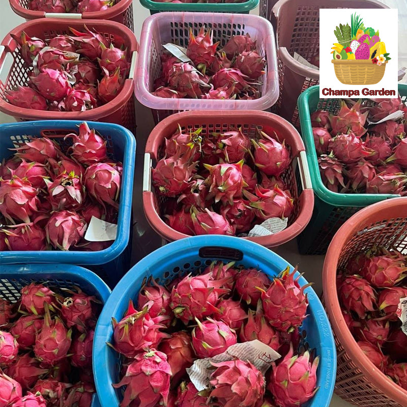 ໝາກມັງກອນແດງ Organic Red Dragon Fruit 1kg pack (Barcode 501030174)