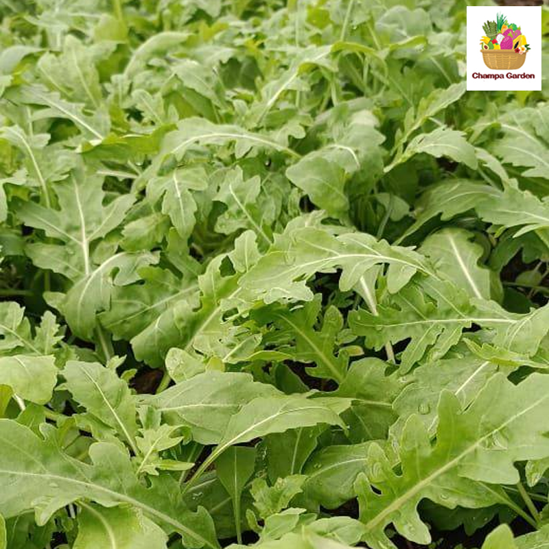 ສະລັດລອກເກັດ ປອດສານພິດ  Organic Rocket Lettuce 50g pack (Barcode 50103217)