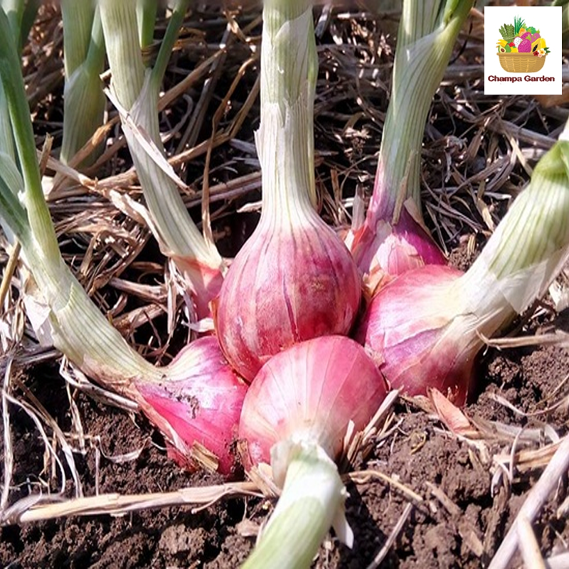 ຫອມບົ່ວແດງແຫ້ງ Shallot onions 200g (Barcode 50103111)