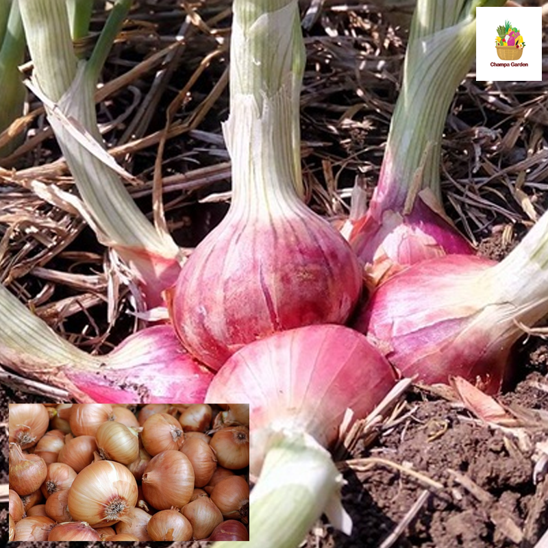 ຫອມບົ່ວແດງແຫ້ງ Shallot onions 200g (Barcode 50103111)