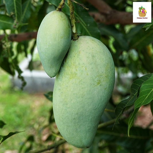 ໝາກມ່ວງສົ້ມ ປອດສານພິດ  Organic Sour Mango pack of 500g (Barcode 50103159)