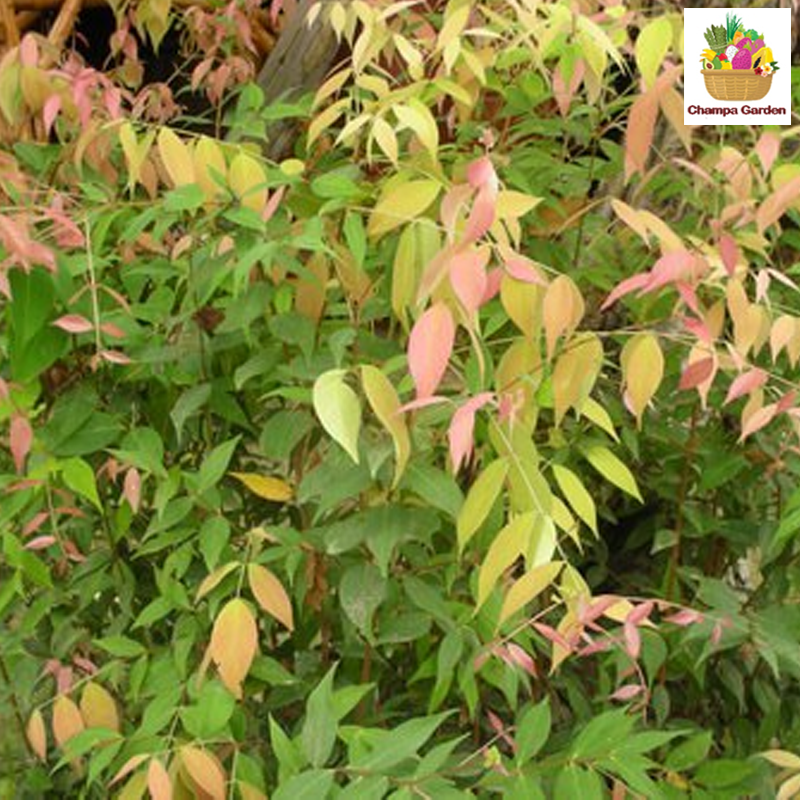 ຜັກສະເມັກ Syzygium Gratum 100g (Barcode 54467095)