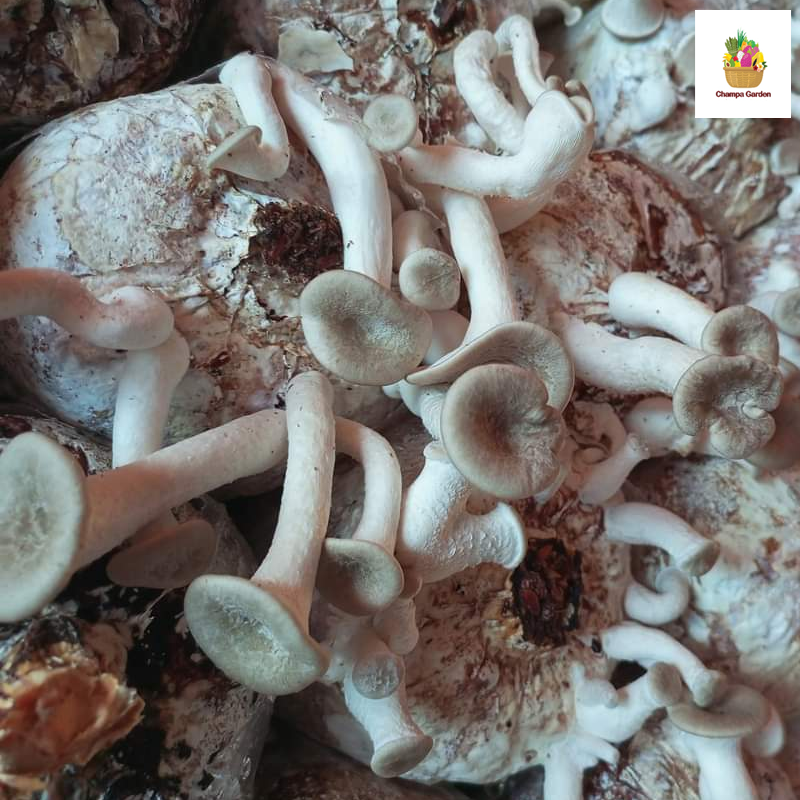 ເຫັດນາງລົມ Oyster Mushroom 100g pack (Barcode 501030980)