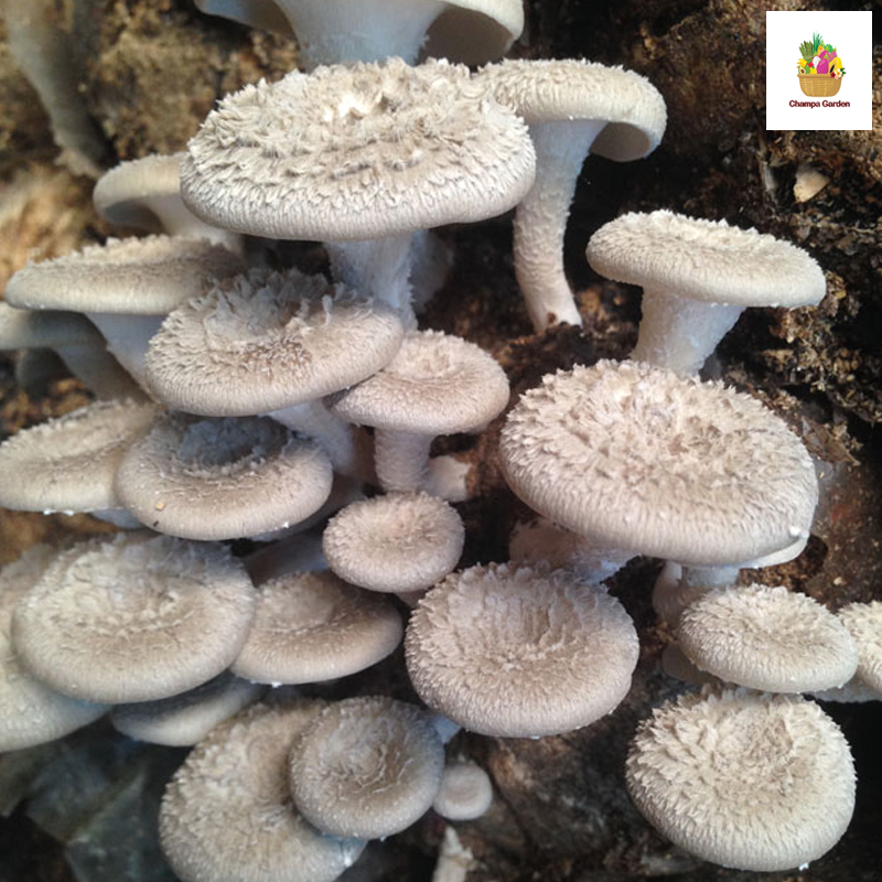 ເຫັດນາງລົມ Oyster Mushroom 100g pack (Barcode 501030980)